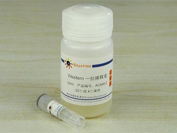 Cyclin D3抗体(小鼠单抗)